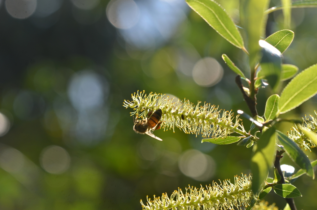 A Sunshine Bee 2-4-25