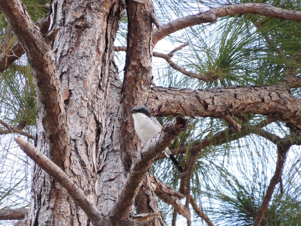 Loggerhead Shrike III 10-9-23
