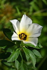 White Alder I  8-30-25