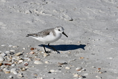 Sanderling I 11-26-24