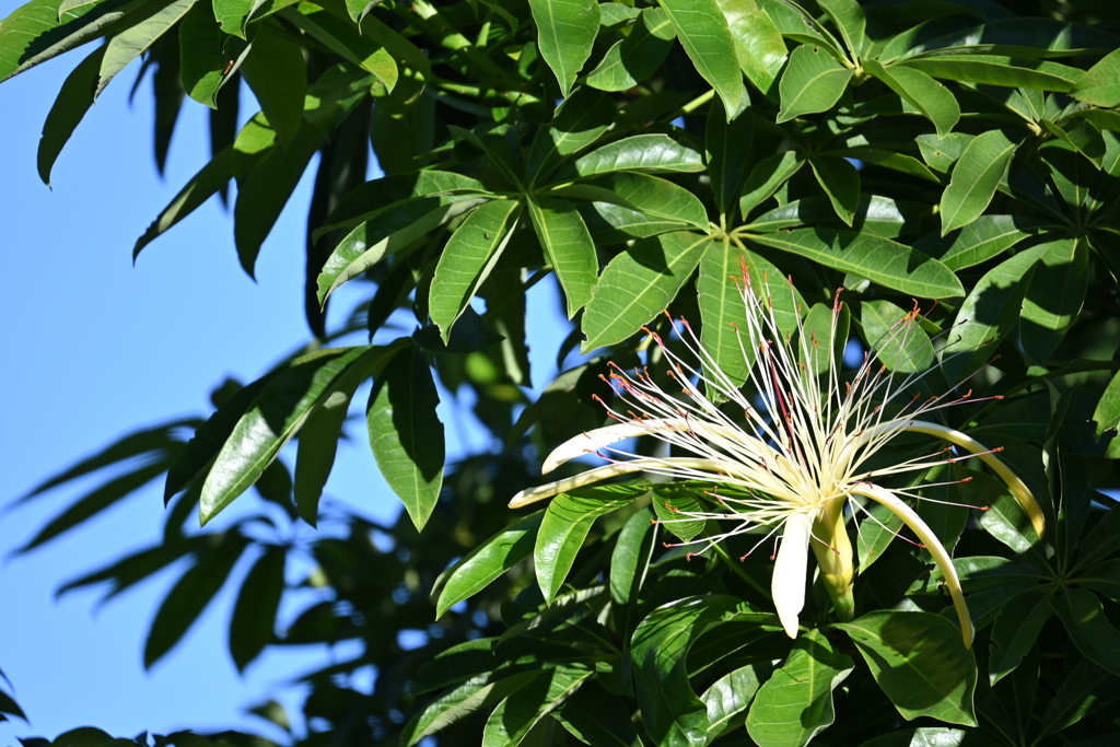 Water Chestnut Tree 9-24-25