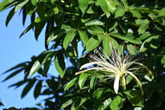 Water Chestnut Tree 9-24-25