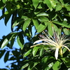 Water Chestnut Tree 9-24-25