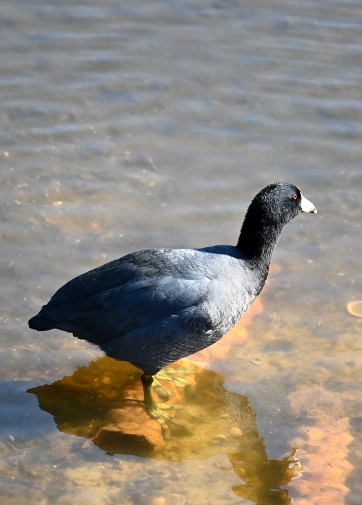 足つくわ　11-18-25