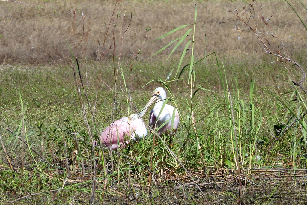 Roseate spoonbills  10-15-25