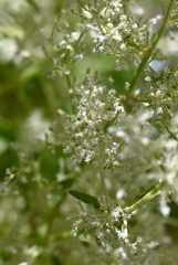 The Flowers 10-8-25