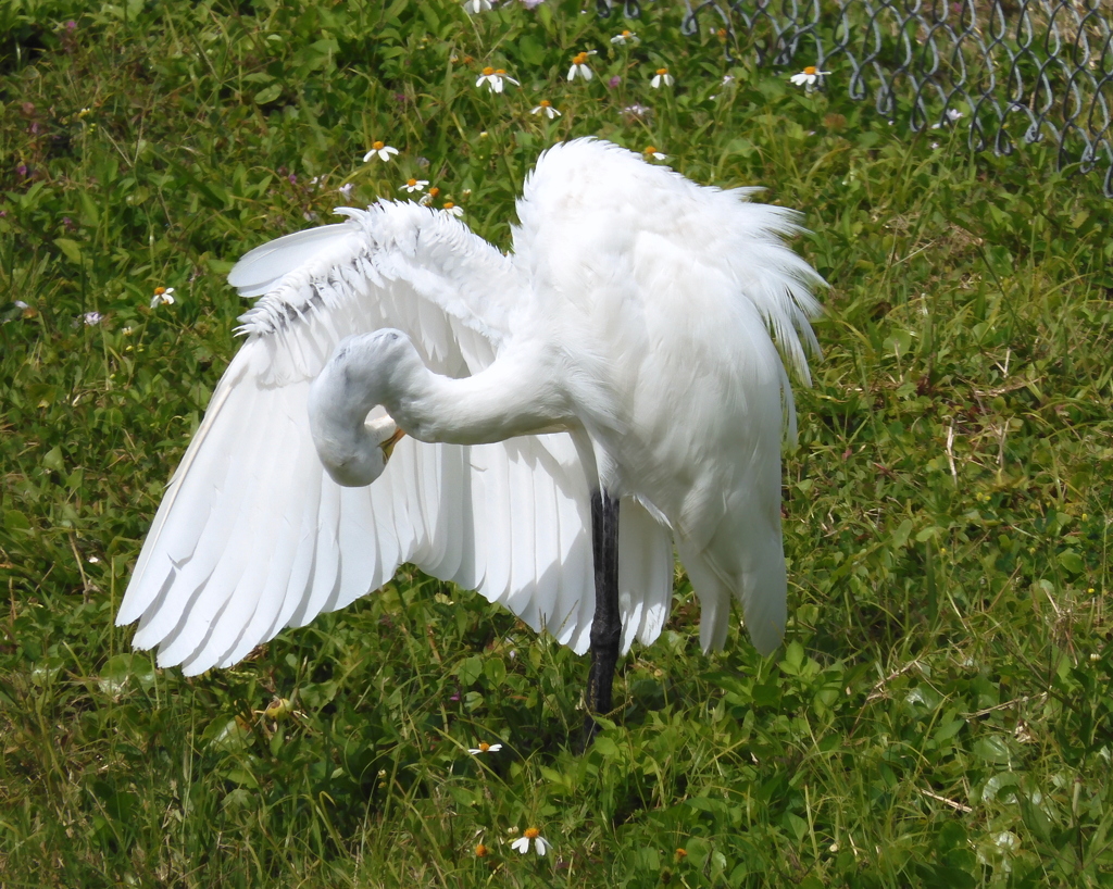 Great Egret by the Pond I 3-5-24