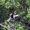 Female Anhinga 3-5-24