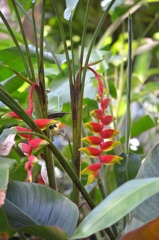 Hanging Lobster Claw II 7-17-25