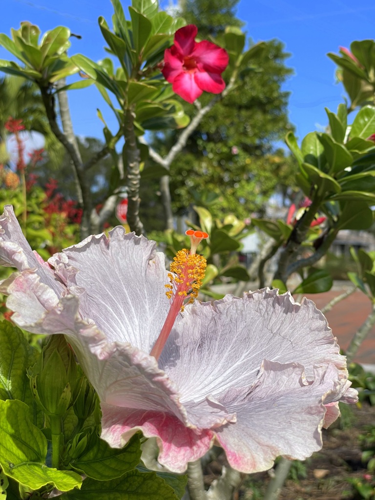 Dinnerplate Hibiscus 12-14-21