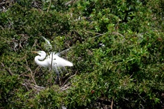 Great Egret Showing Off II 3-5-24