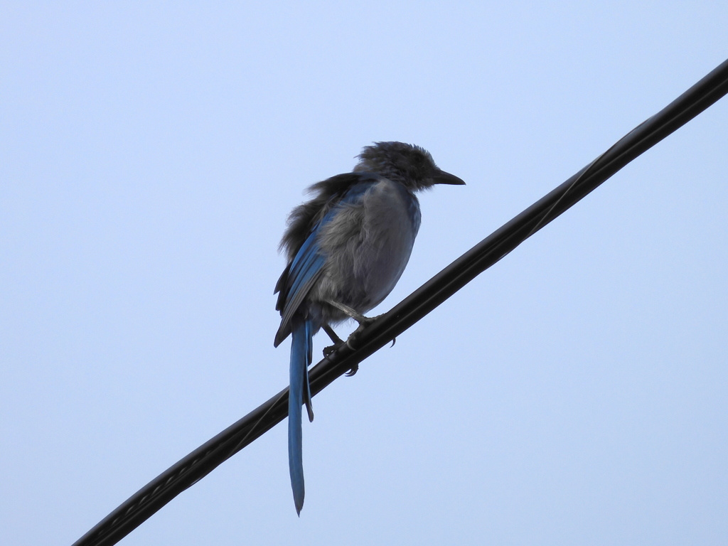 Florida Scrub Jay Juvenile 7-29-23