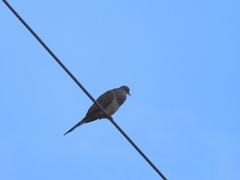 Mourning Dove I 9-30-23