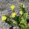Prickly Pear 3-26-25