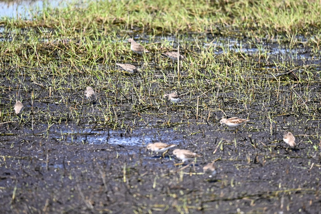 ご飯探し　10-15-25