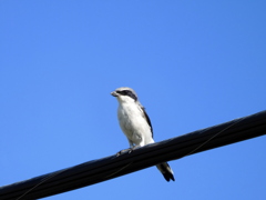 Loggerhead Shrike 9-7-23