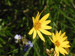 Starry rosinweed 6-27-23