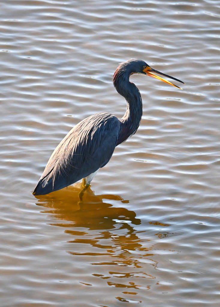 なんか言ってる　11-18-25
