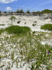 Sand Dune 6-22-22