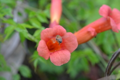 A Honey Bee 6-5-25