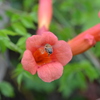 A Honey Bee 6-5-25