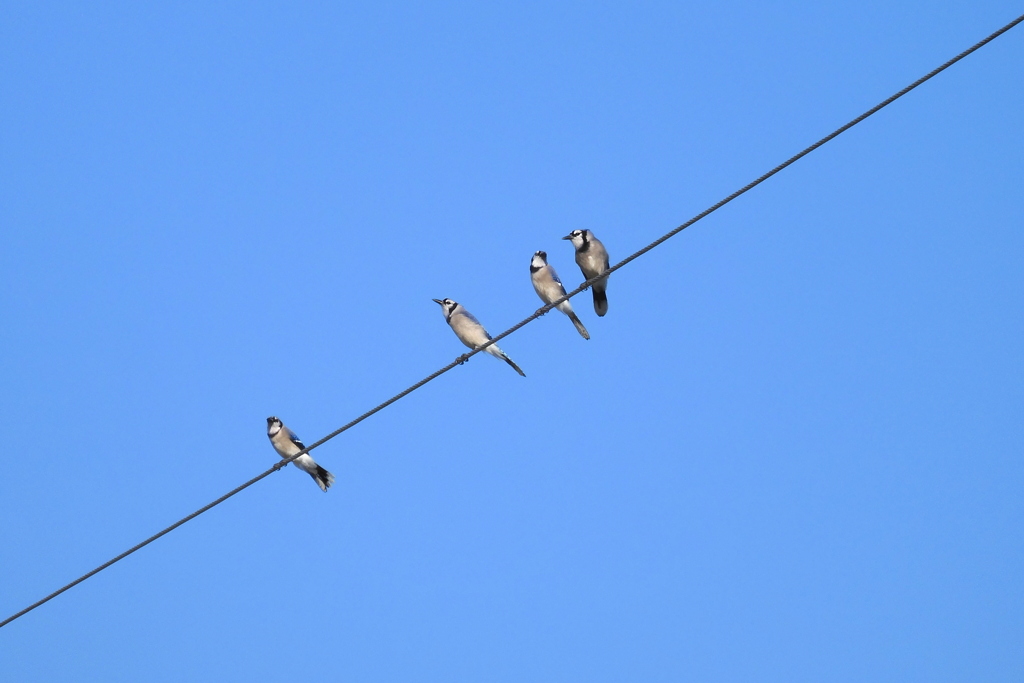 Blue Jays 3-1-23