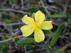 Pinebarren Frostweed IV 1-4-23