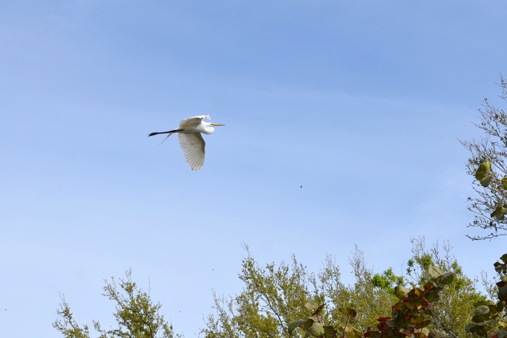 Flying Great Egret and 3-5-24