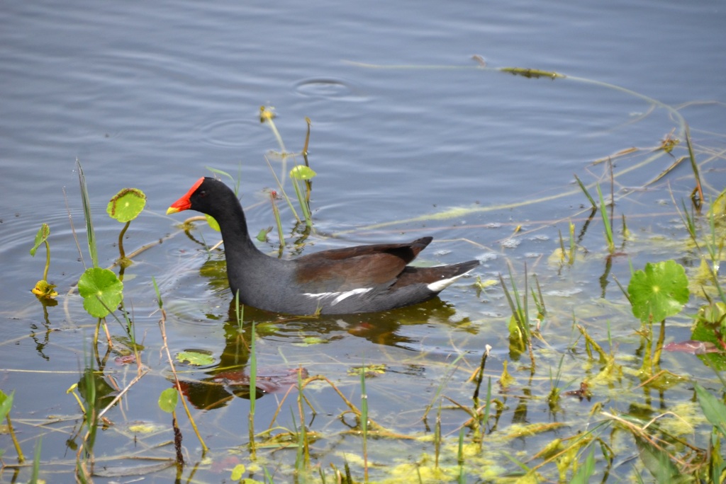 Common Gallinule Swimming II 3-5-24