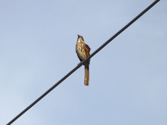 Brown Thrasher IV 9-28-23