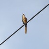 Brown Thrasher IV 9-28-23