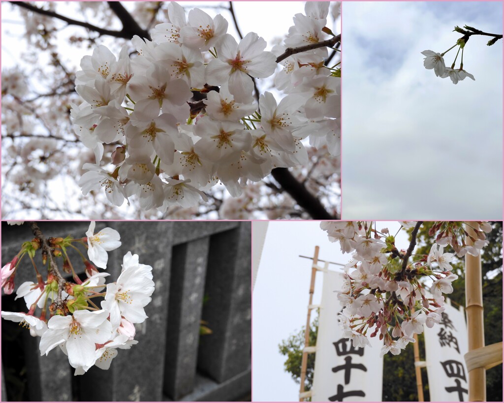 泉岳寺の桜　2024-4-4