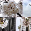 泉岳寺の桜　2024-4-4