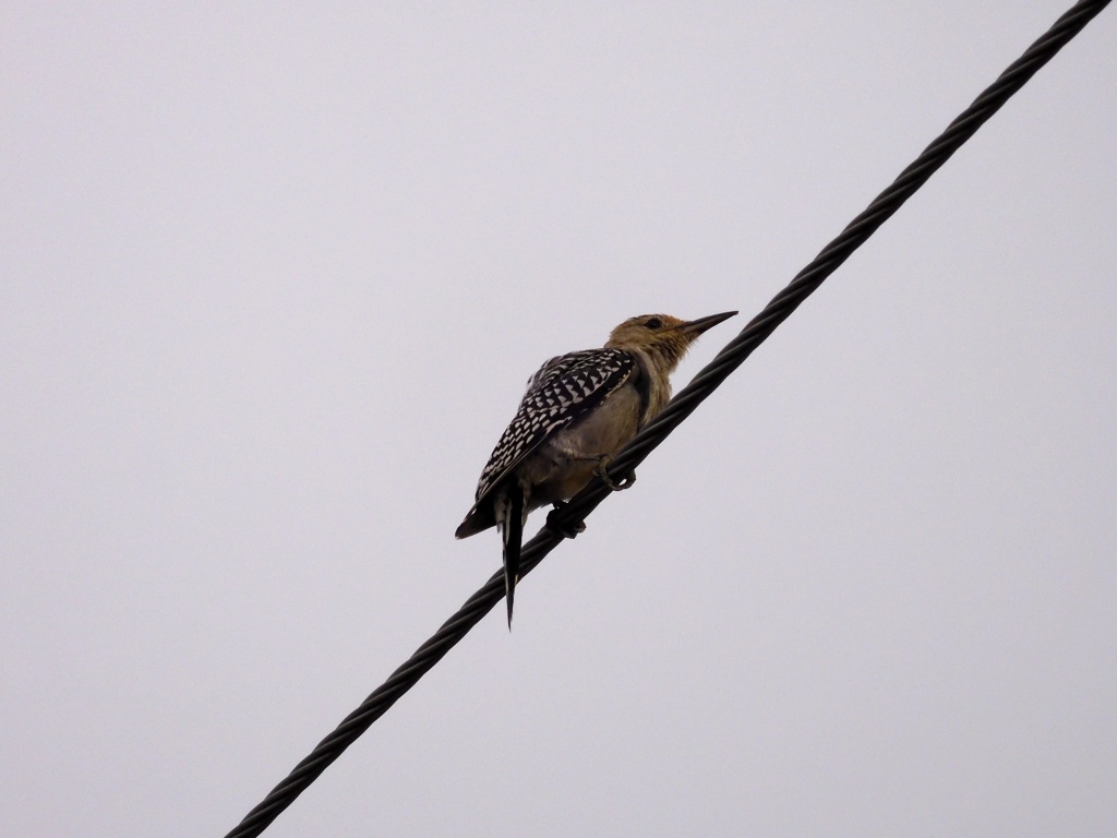Red-bellied Woodpecker I 9-26-23