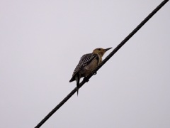 Red-bellied Woodpecker I 9-26-23