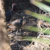 Wild Turkeys II 1-2-23