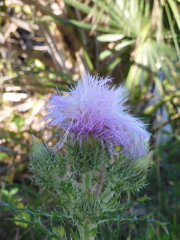 Purple Thistle I 2-9-23