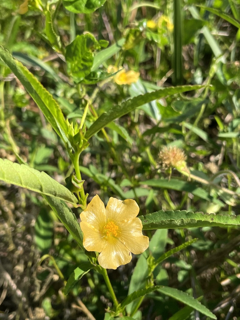 Sida ulmifolia　1-1-23