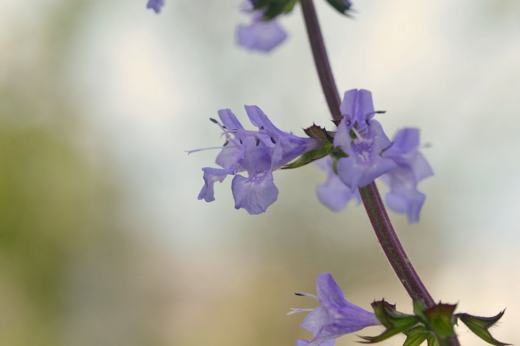 Lyre-Leaf Sage II 3-5-24