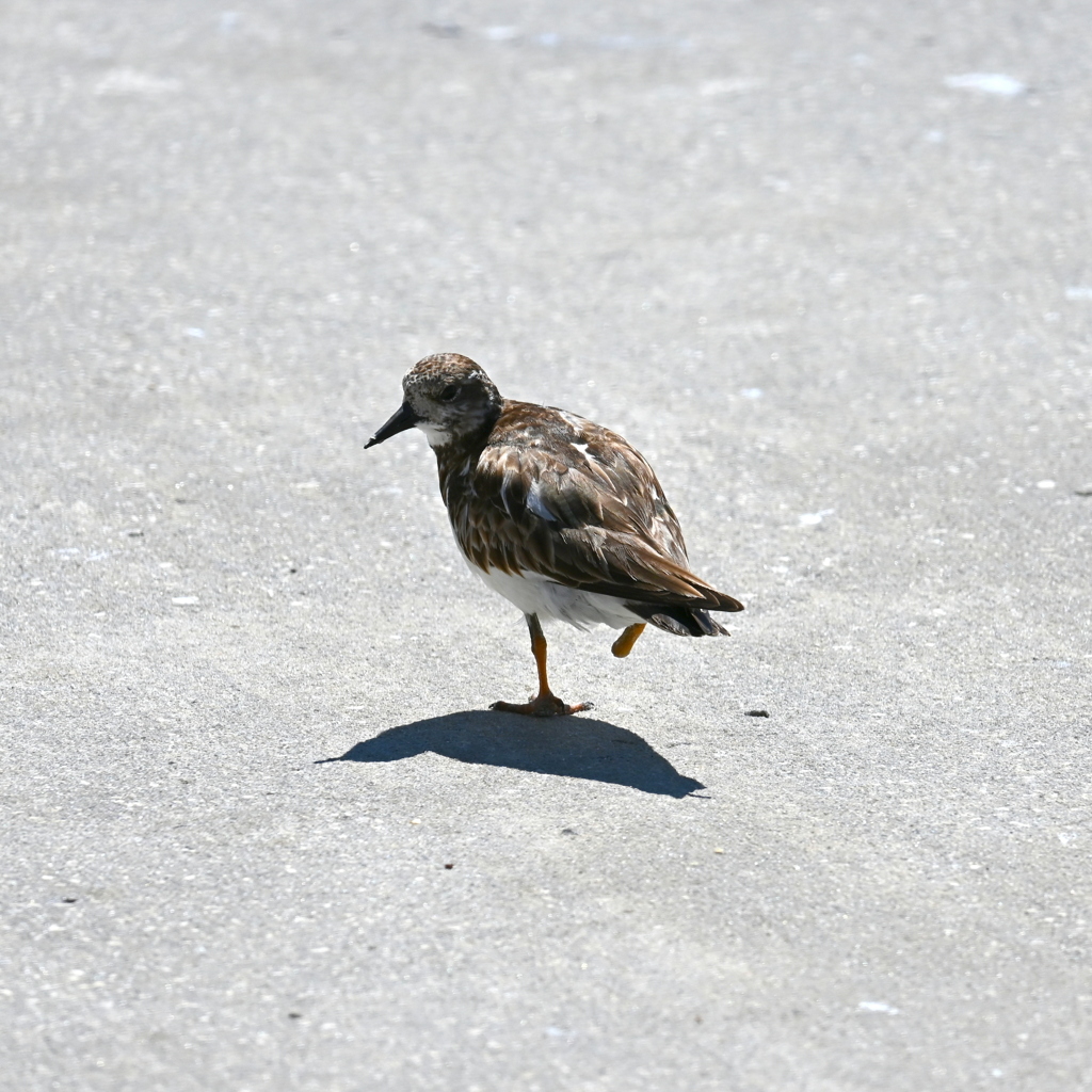 Ruddy Turnstone No2 3-26-25