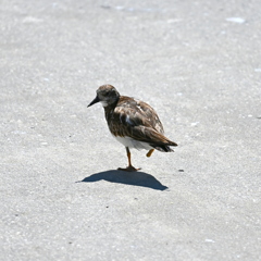 Ruddy Turnstone No2 3-26-25