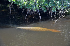 Small Manatee 11-30-21