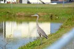 Immature Great Blue Heron II 1-24-23