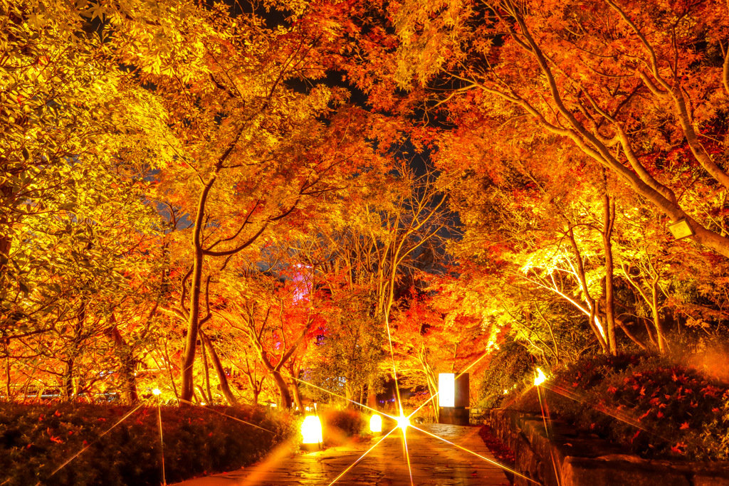 13C259F2-3FC1-4CC9-B82E-A91E10AFCCA0