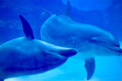 名古屋港水族館