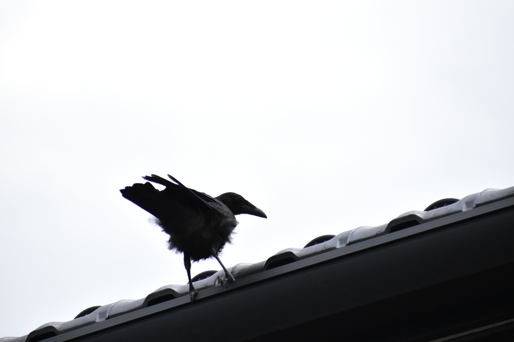 Crow