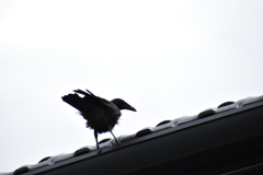 Crow