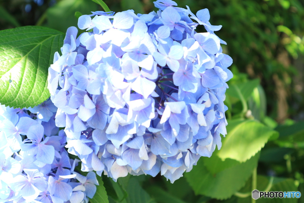 IMG_0571 紫陽花