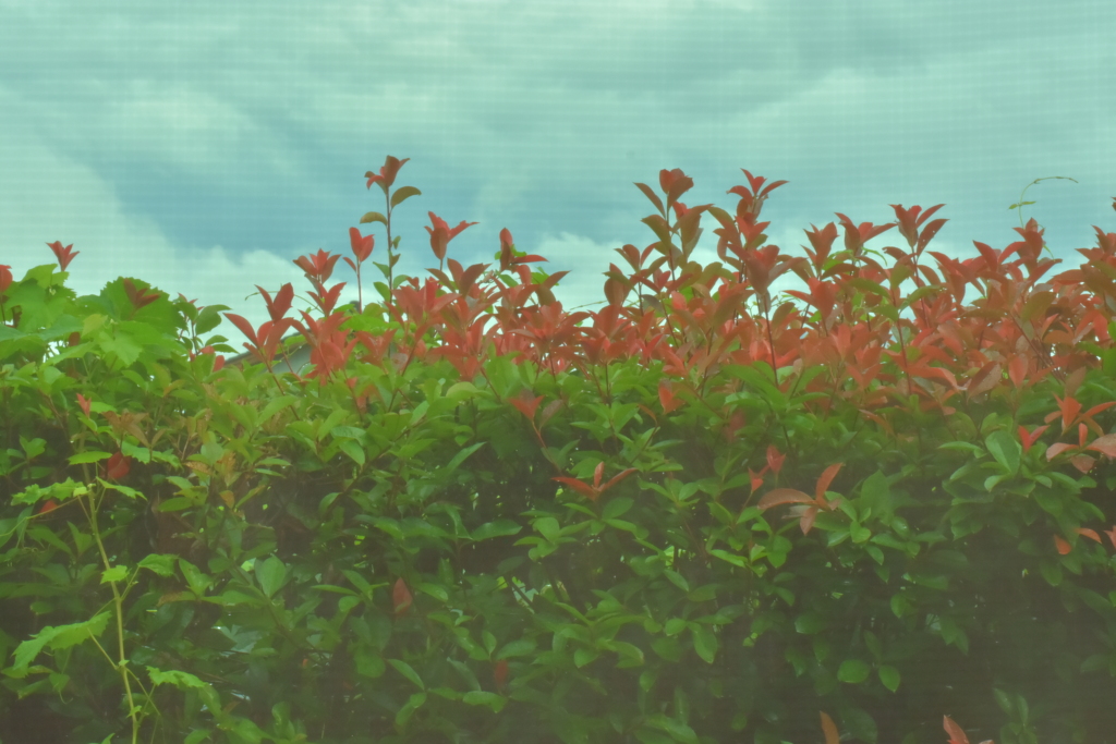 植木