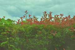 植木
